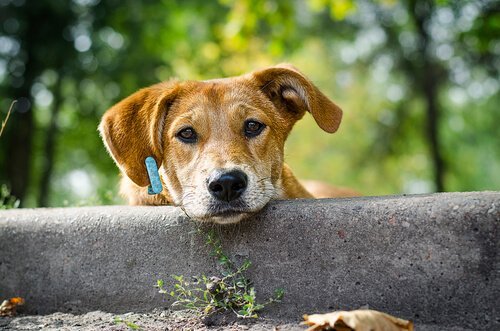 cão veropoema