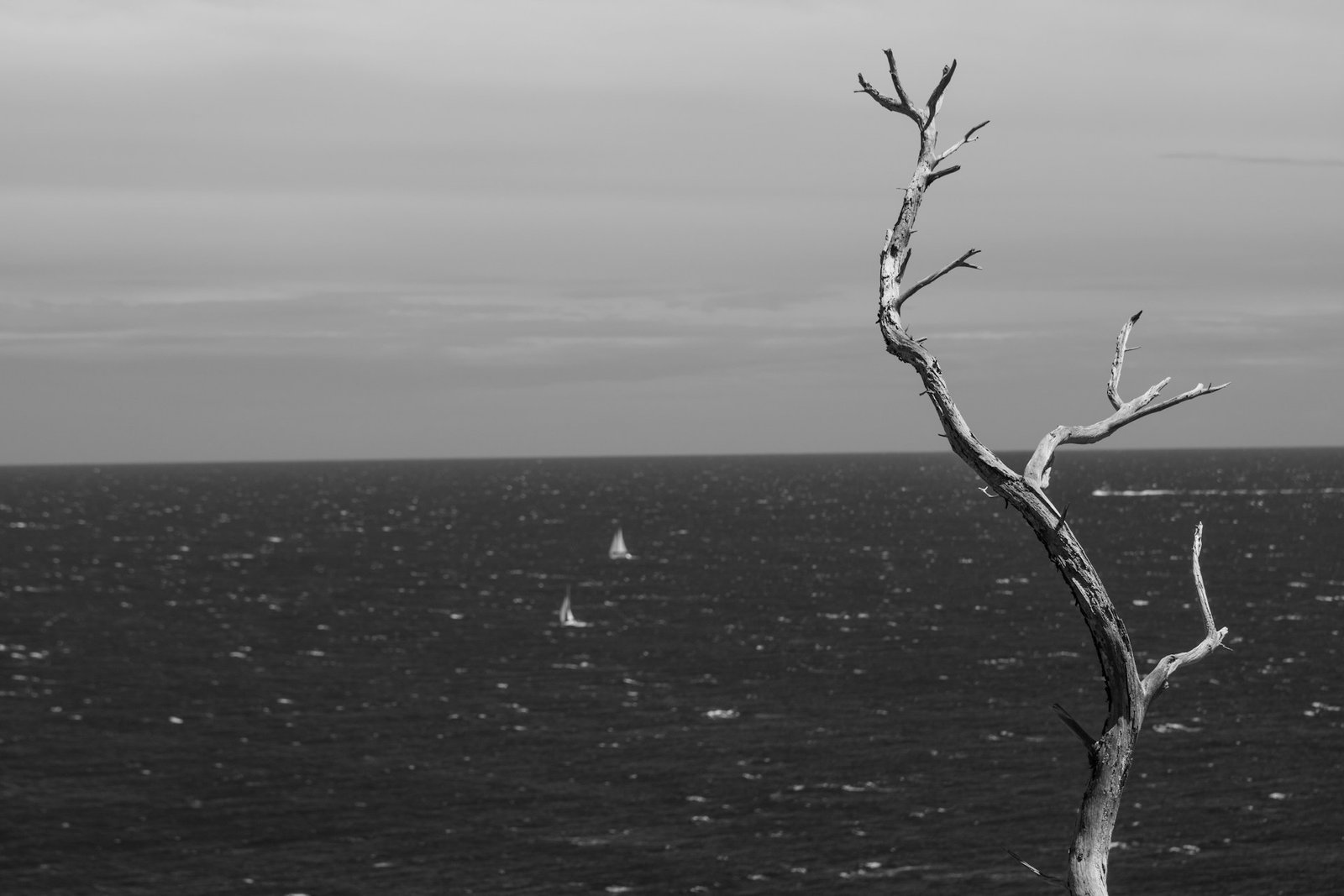 Árvore sem folhas e aves — símbolo da verdade perseguida