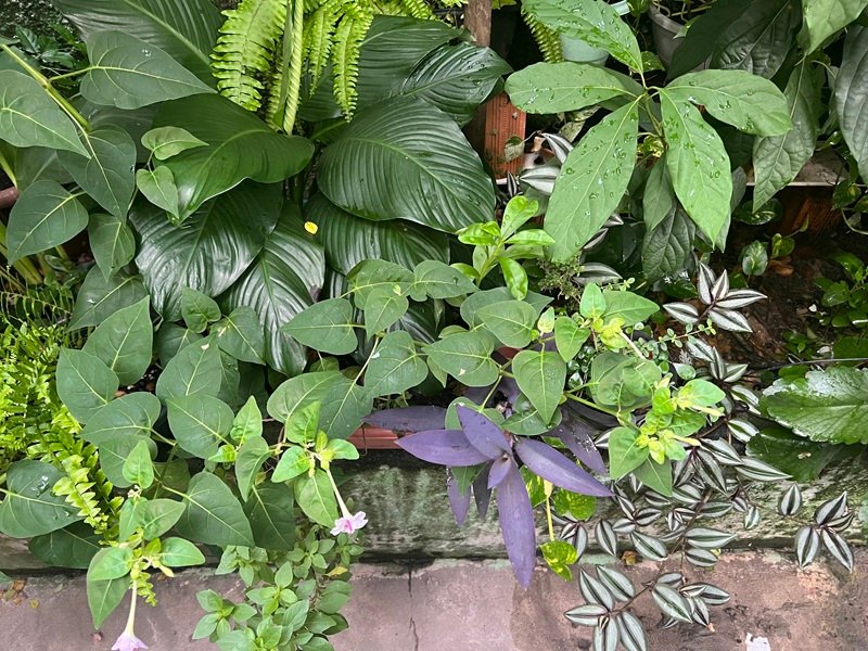 Entre Sapos e Estrelas - o coração noturno do nosso jardim