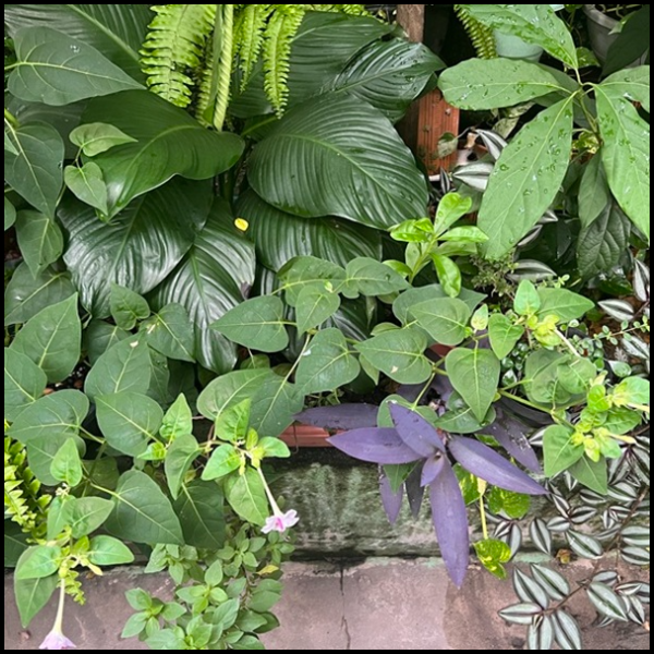 Entre Sapos e Estrelas — o coração noturno do nosso jardim