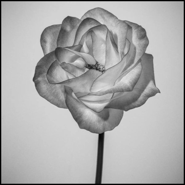 O que dói em mim agora – Uma crônica de memória, luto e ternura