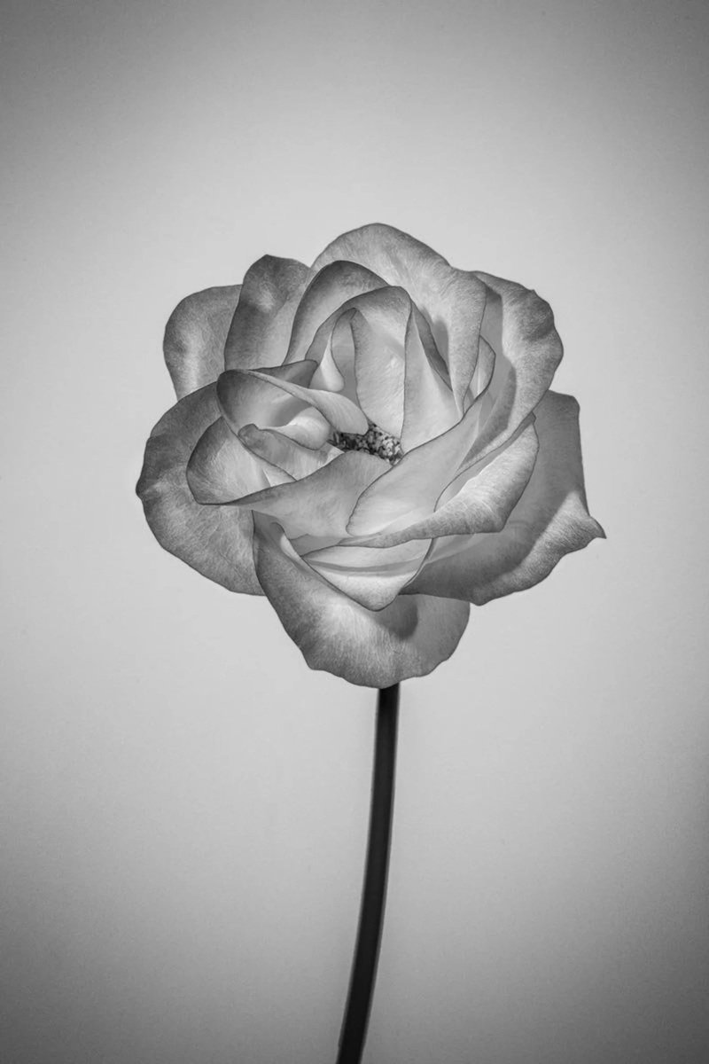 Ilustração poética para 'O que dói em mim agora' – memórias de infância, avó, mãe e luto